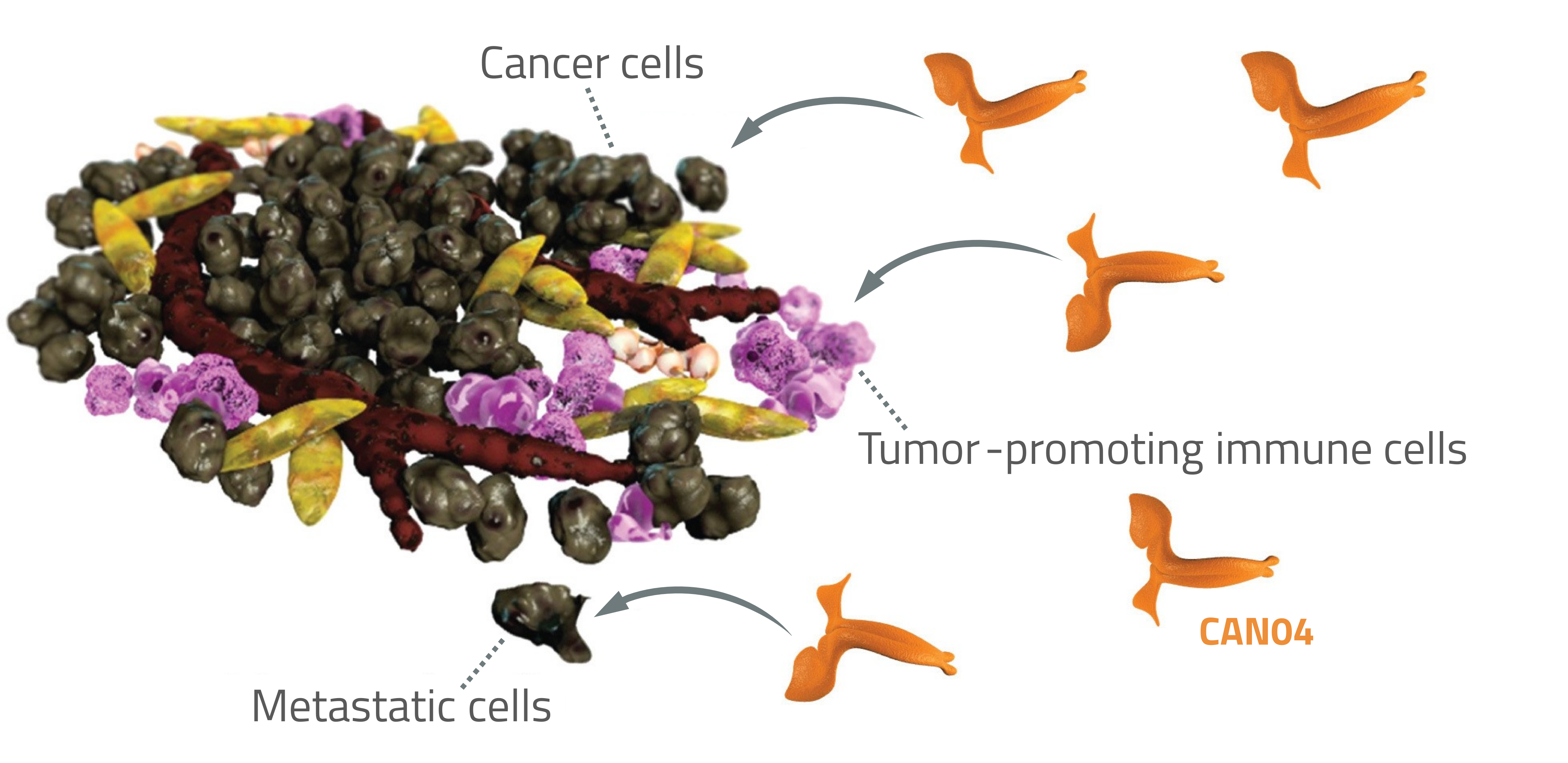 Immunotherapy with a unique dual mechanism of action