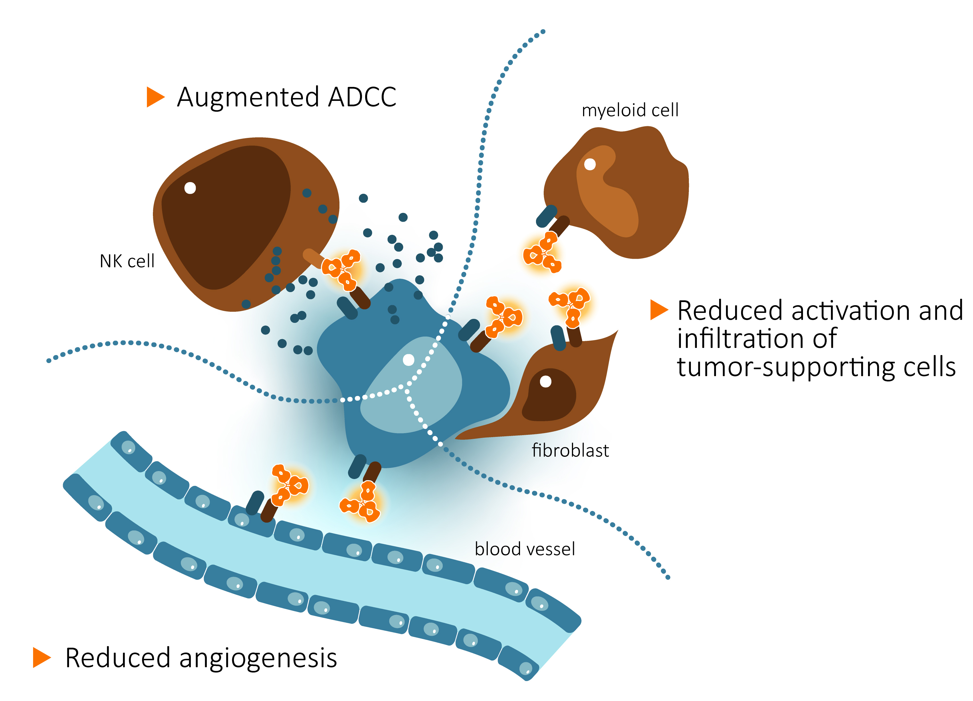 CAN04 counteracts tumor growth by several mechanisms; CAN04 induces tumor cell killing by NK cells via ADCC and reduces infiltration of tumor-supporting cells and blood vessel formation by blockade of IL-1 alpha and IL-1 beta signaling via IL1RAP.