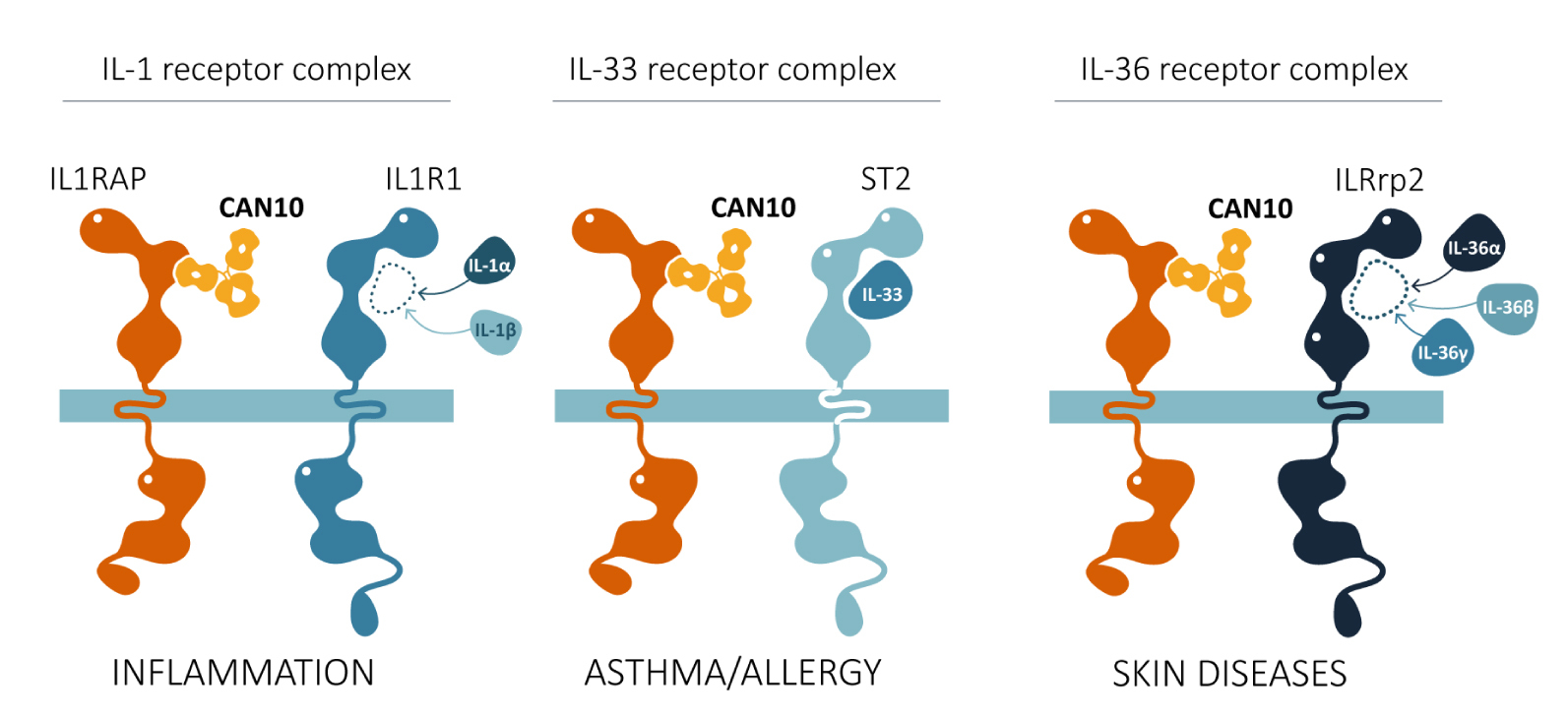 In the CAN10 project, Cantargia is developing an antibody that blocks IL-1, IL-33 and IL-36 for treatment of the life-threatening diseases myocarditis and systemic sclerosis.