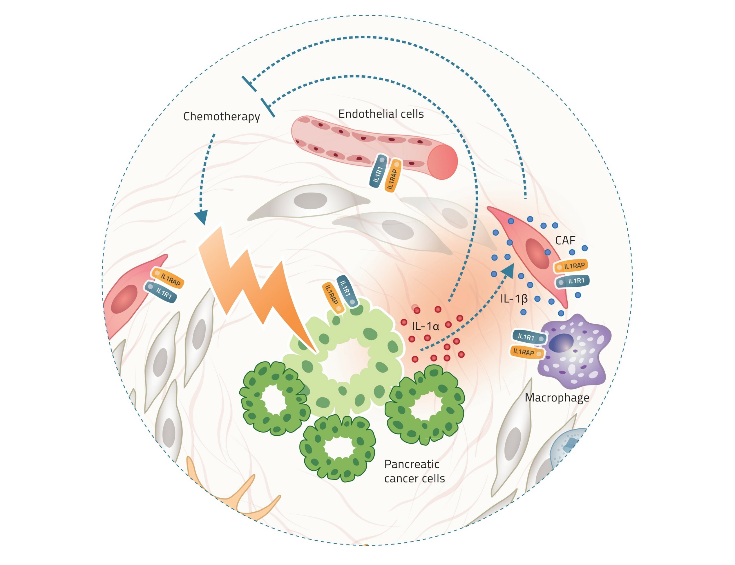 CAN04 synergizes with chemotherapy