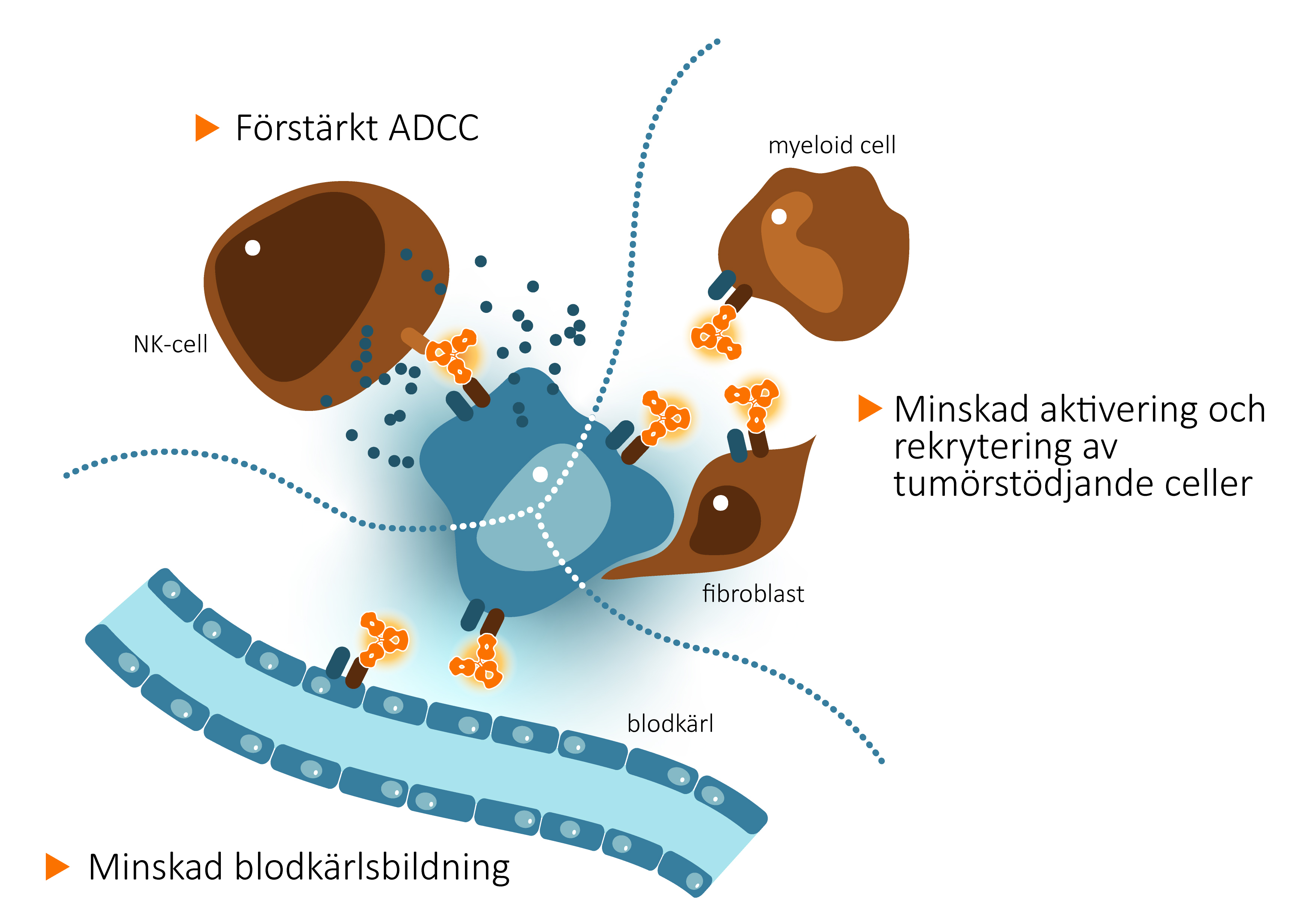 CAN04 motverkar tumörtillväxt genom flera mekanismer; CAN04 stimulerar NK-celler till avdödning av tumörceller genom ADCC och reducerar infiltrationen av tumörstödjande celler samt blodkärlsbildningen i tumören genom blockering av IL-1-alfa- och IL-1-beta-signalering via IL1RAP.